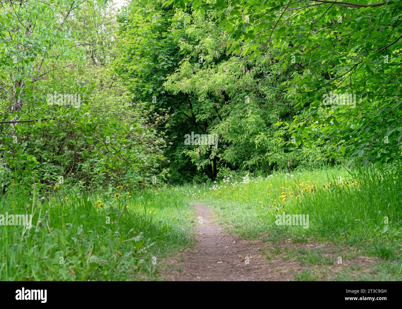 Pathway through dense forest in hi-res stock photography and images - Alamy