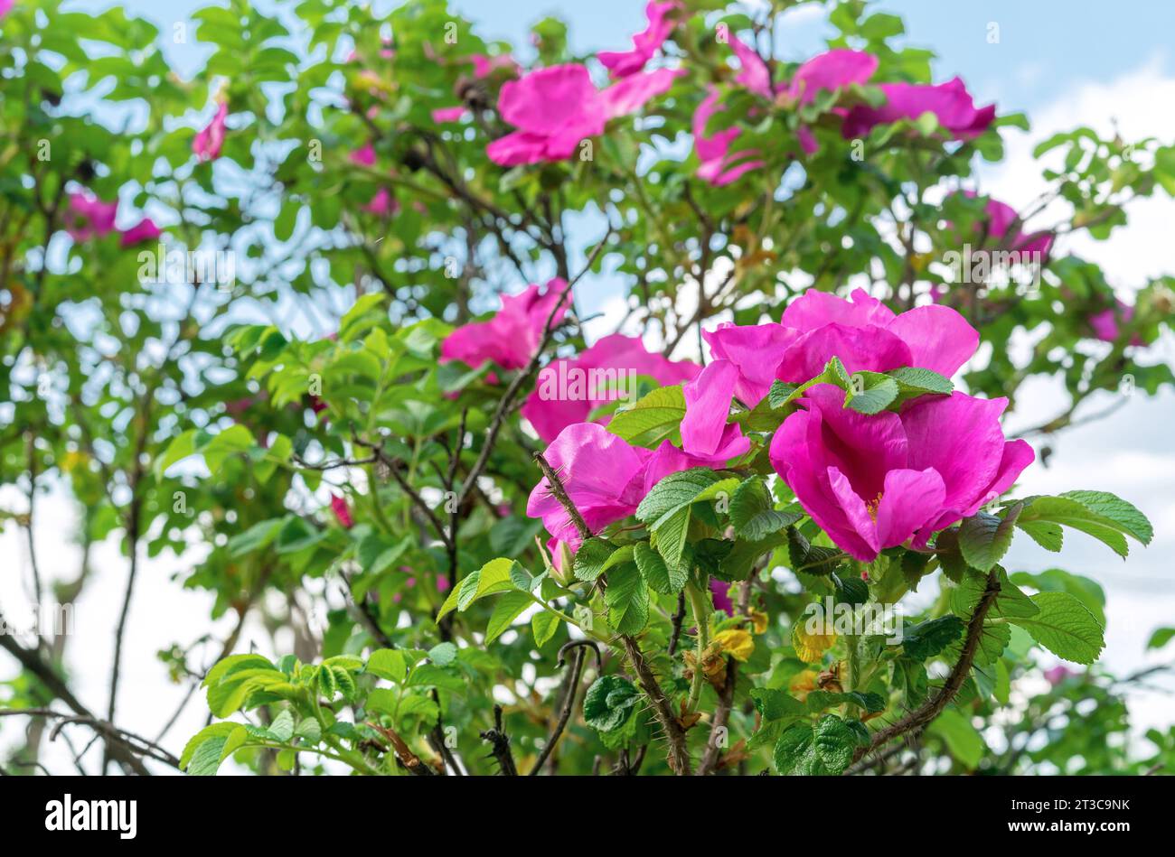 Purple flowers rose hips or briar, wild rose, dog rose in the autumn garden. Stock Photo