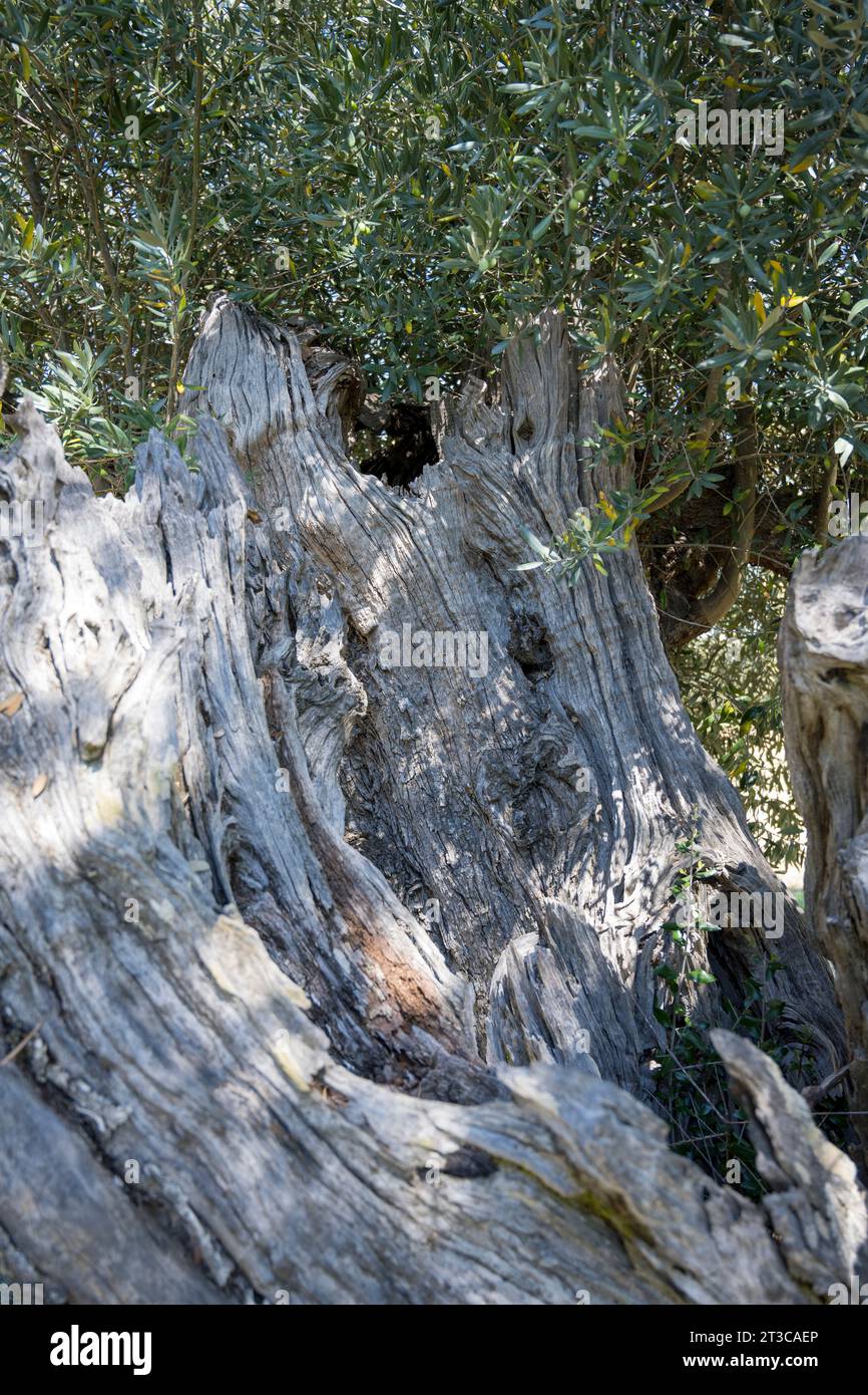 Ancient Olive trees (some say from the Roman Empire Times) at MONTE BRANCO, Monsaraz, Alentejo