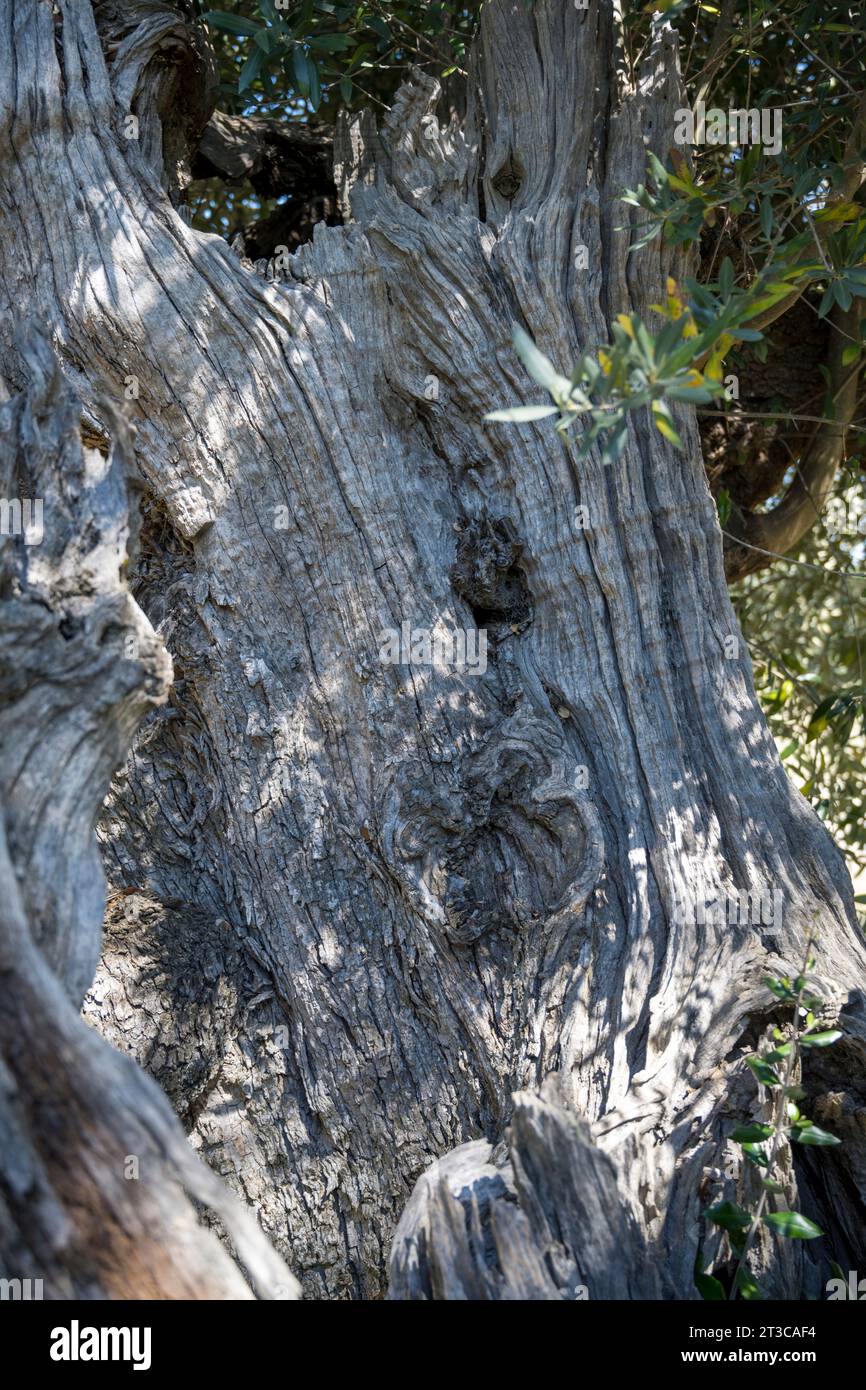 Ancient Olive trees (some say from the Roman Empire Times) at MONTE BRANCO, Monsaraz, Alentejo