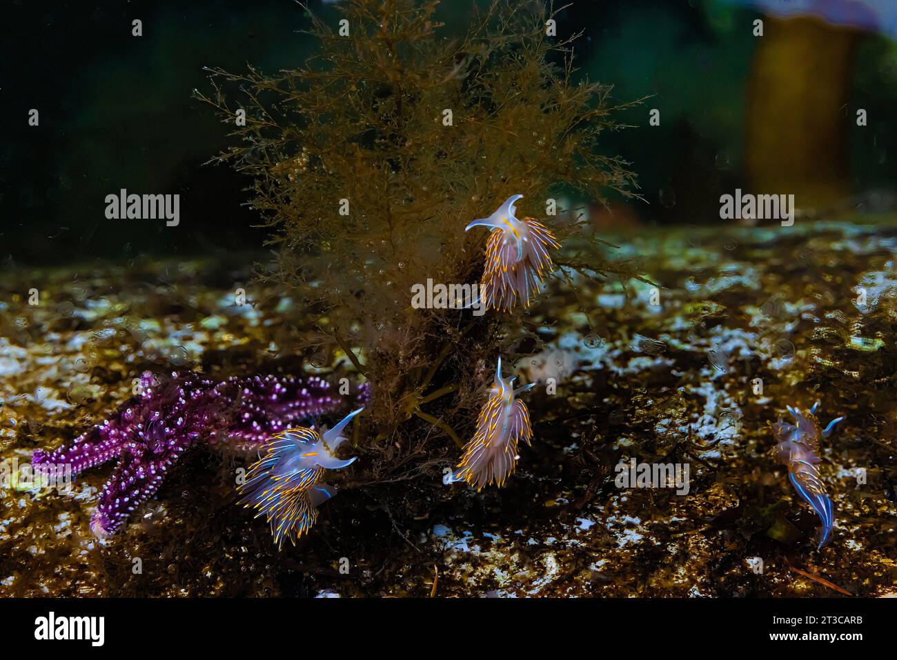 Thick-horned Nudibranchs, Hermissenda crassicornis, feeding on hydroids on dock of a floating lodge in Gwaii Haanas National Park Reserve, Haida Gwaii Stock Photo