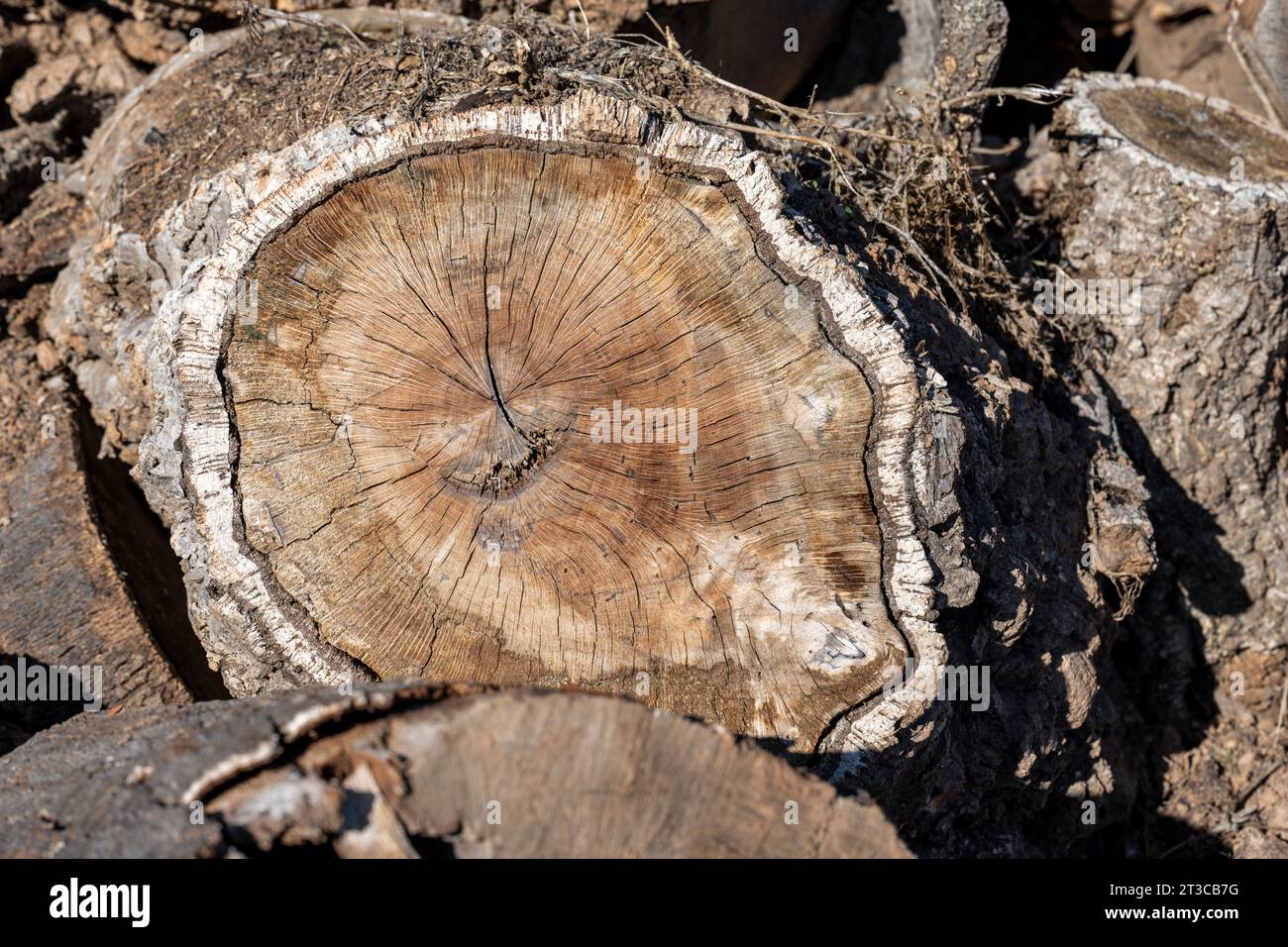 A stack of fallen tree trunks after deforestation photographed in ...