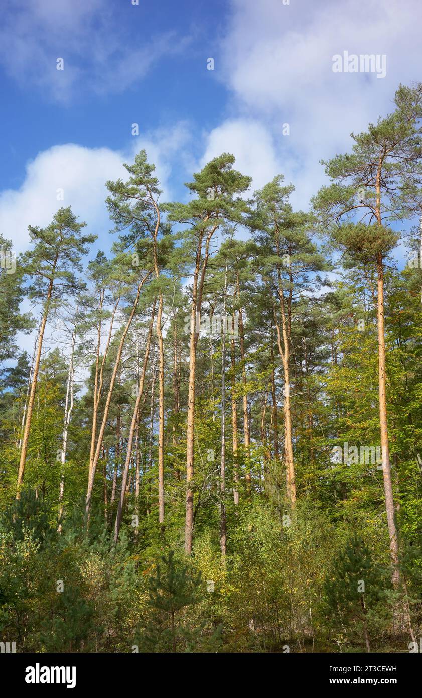 European pine trees against the sky. Stock Photo