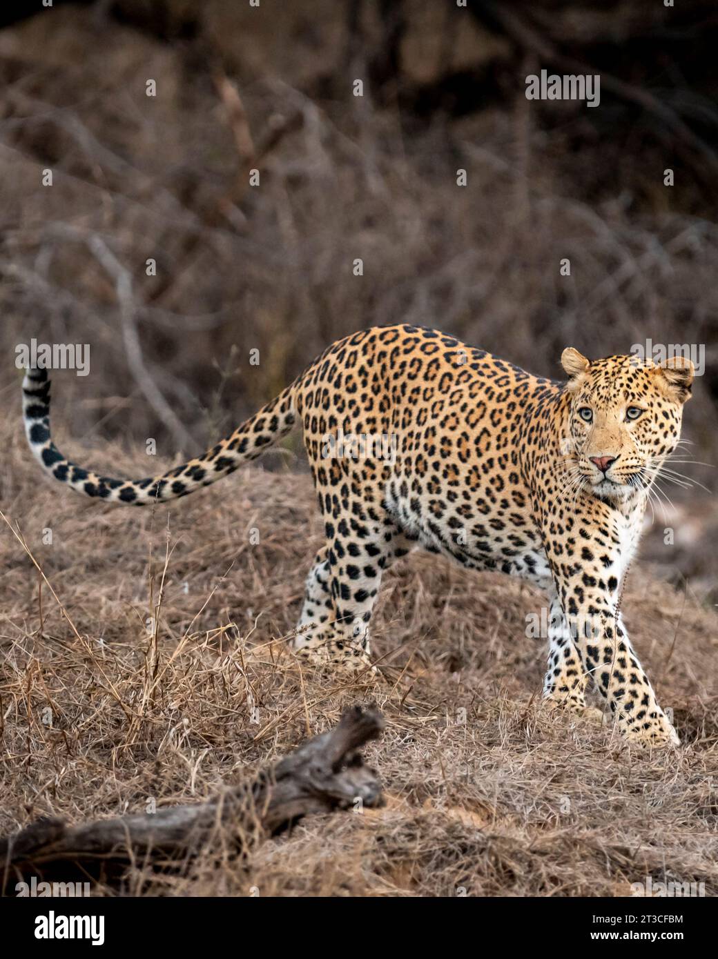 wild male leopard or panther or panthera pardus fusca closeup side profile tail up full length walking with eye contact in dry summer season jhalana Stock Photo