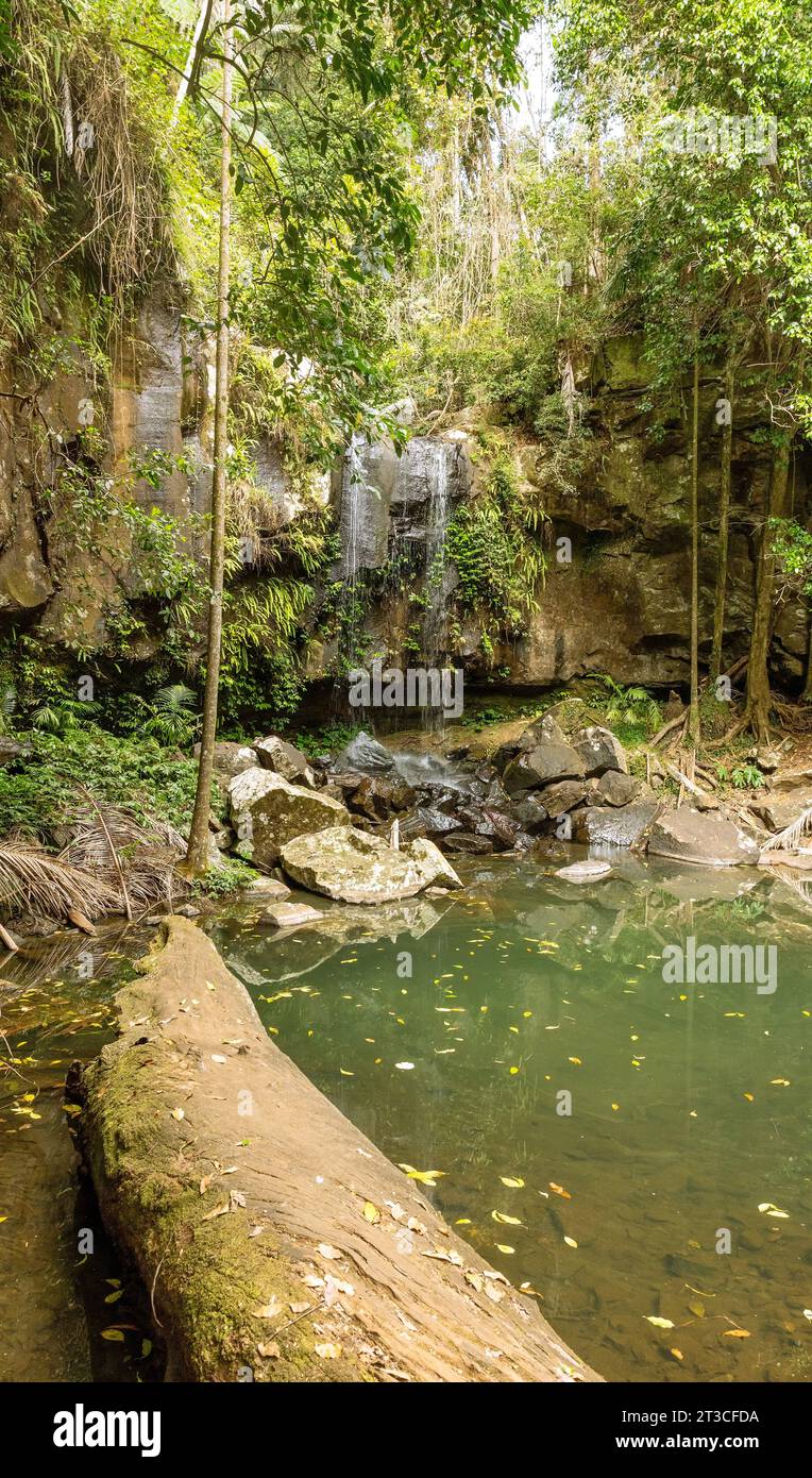 Mt Tamborine National Park holds some of the oldest woodland in