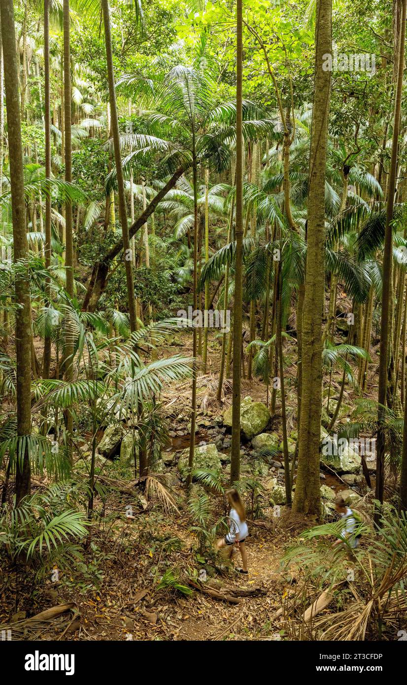 Mt Tamborine National Park holds some of the oldest woodland in
