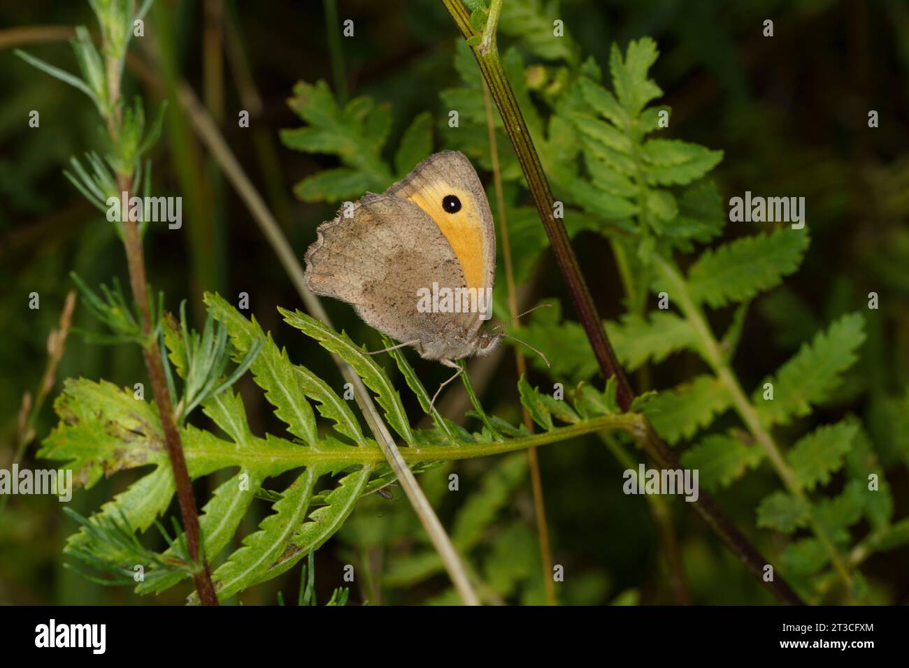Hyponephele lycaon Family Nymphalidae Genus Hyponephele Dusky meadow brown butterfly wild nature insect photography, picture, wallpaper Stock Photo
