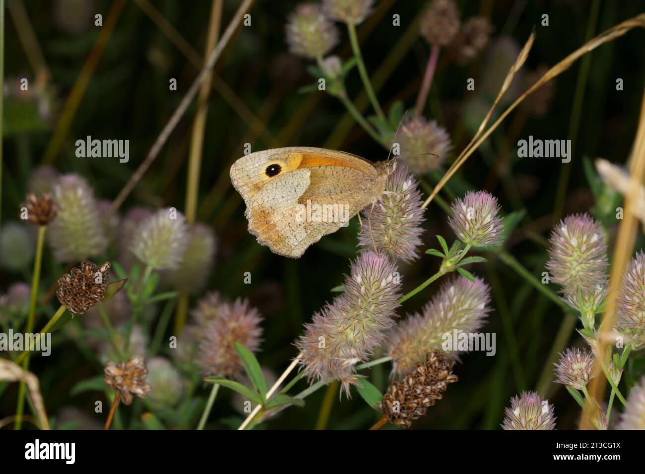 Jautakis satyras Maniola jurtina Family Nymphalidae Genus Maniola Meadow brown butterfly wild nature insect photography, picture, wallpaper Stock Photo