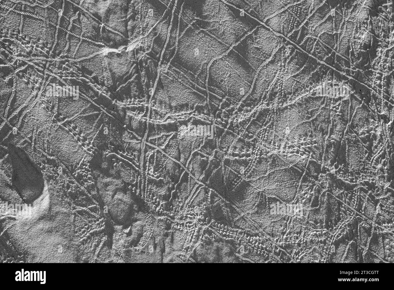 Beetle track in the sand Black and White Stock Photos & Images - Alamy