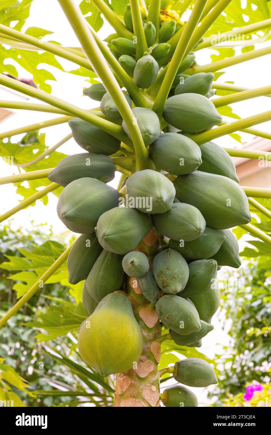 Papaya  fruit tree Stock Photo