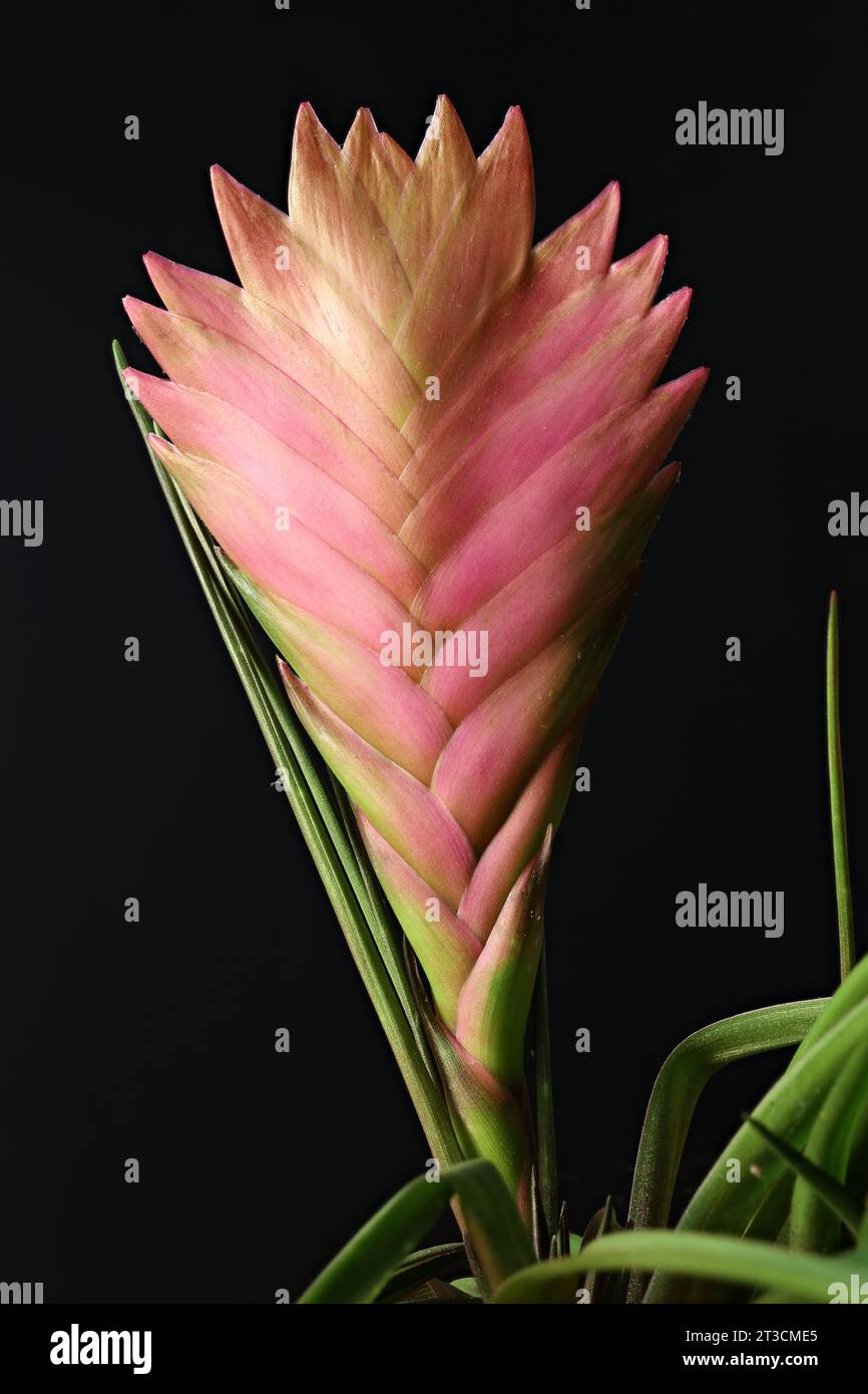 Pink Tillandsia Cyanea flower isolated on dark background Stock Photo