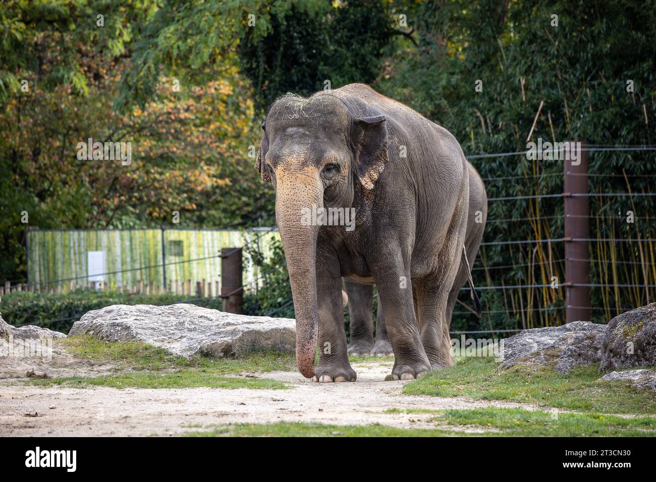 The Asian elephant, Elephas maximus also called Asiatic elephant, is ...