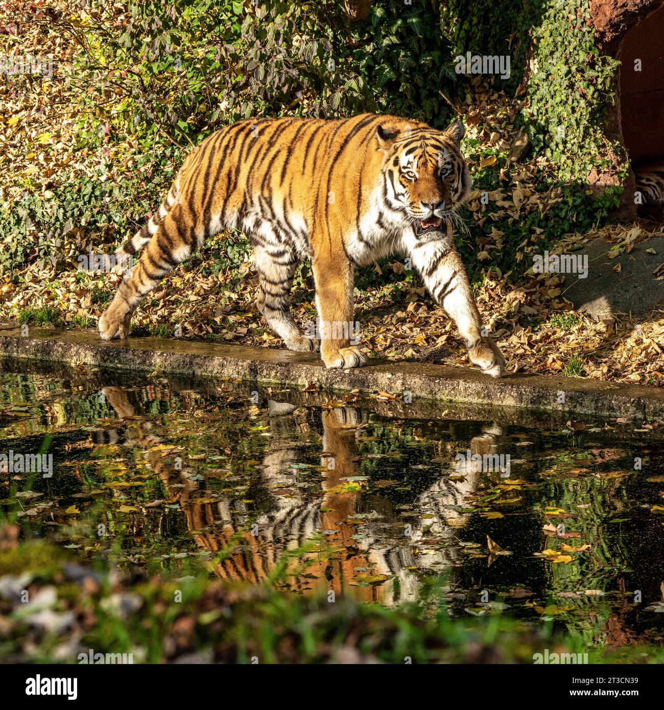 The Siberian tiger,Panthera tigris altaica is the biggest cat in the