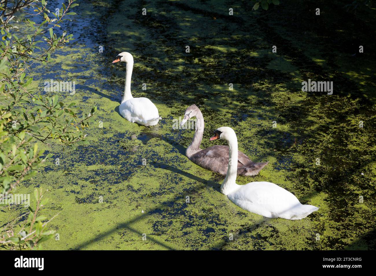 Swans with cygnet on the St Helens Canal, Fiddlers Ferry, Cehshire Stock Photo