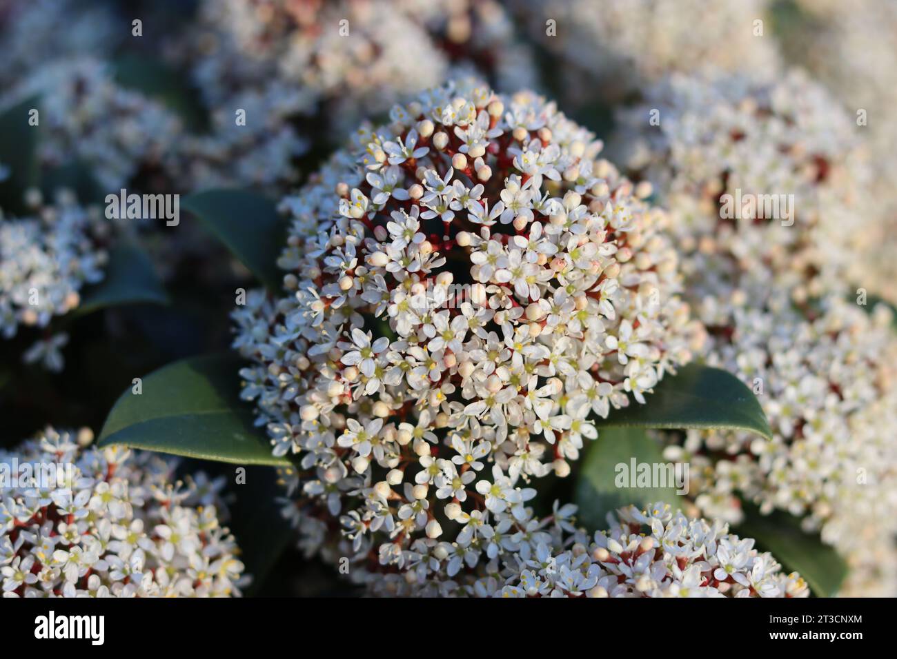 Close up of white-pink skimmia flowers in bright sunshine Stock Photo