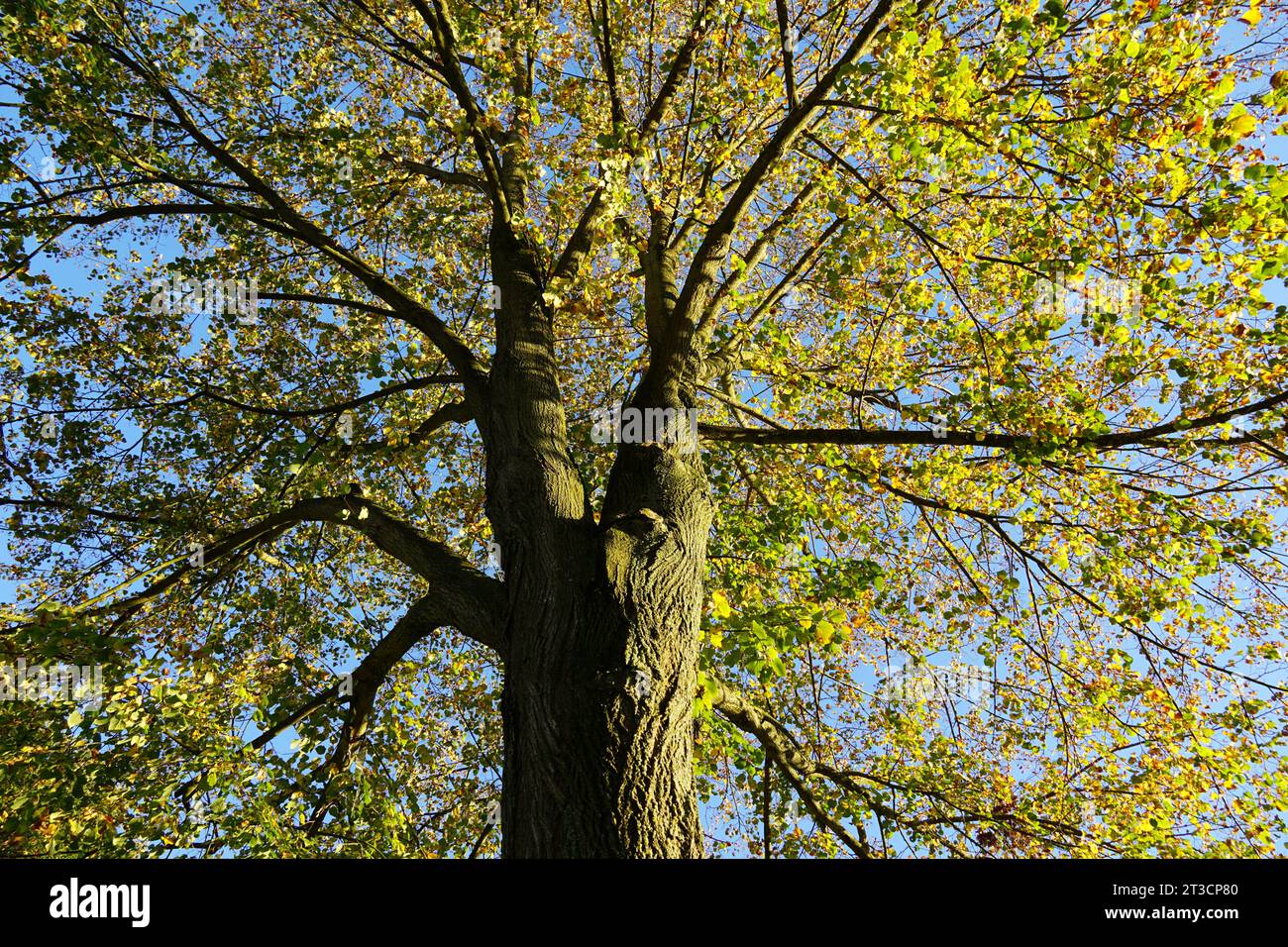 A beautiful nature photo. A tree with great lighting Stock Photo - Alamy