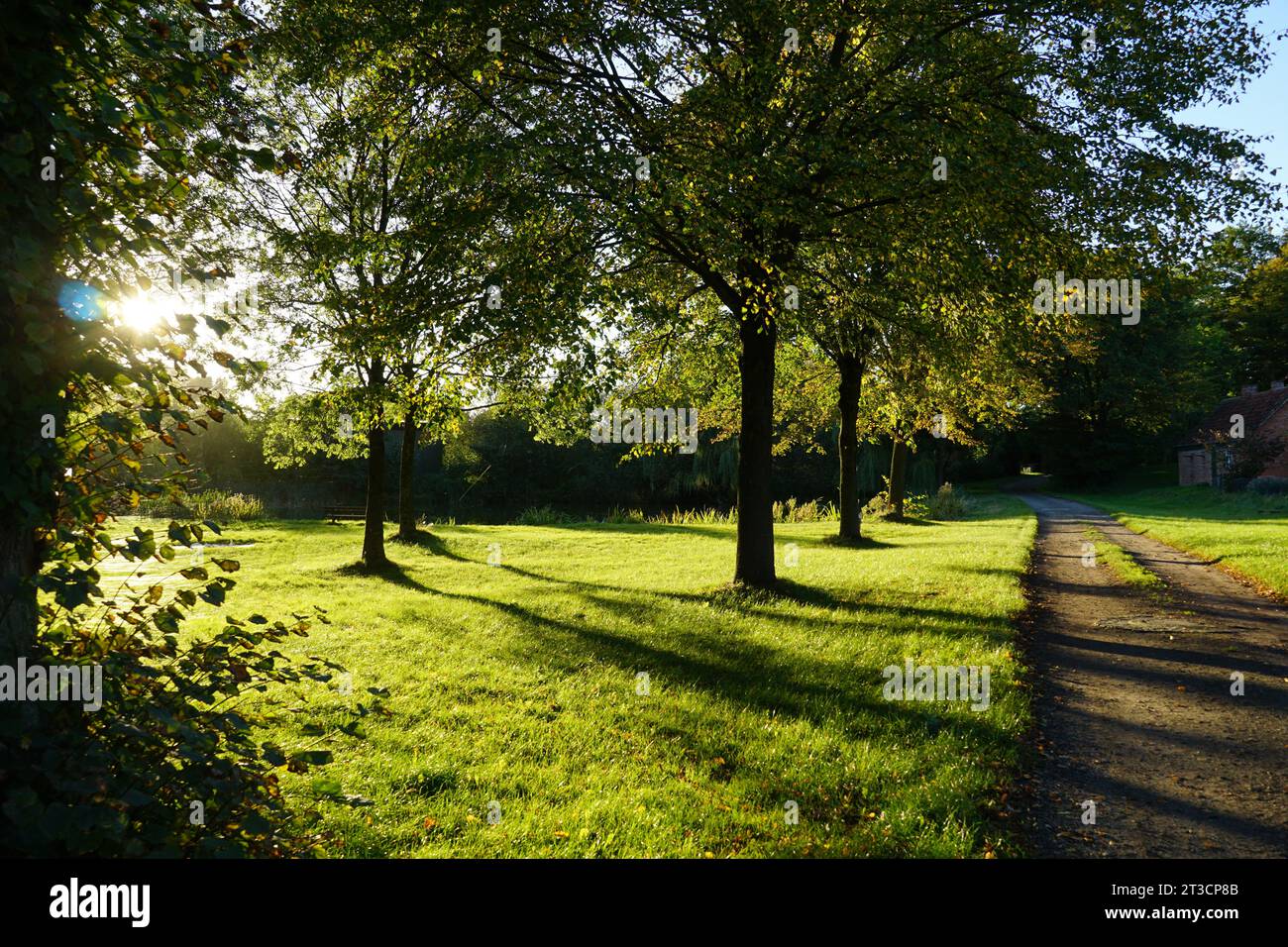 A beautiful nature photo. A tree with great lighting Stock Photo - Alamy