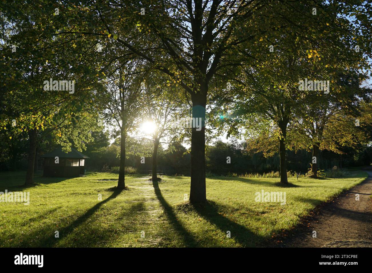 A beautiful nature photo. A tree with great lighting Stock Photo - Alamy