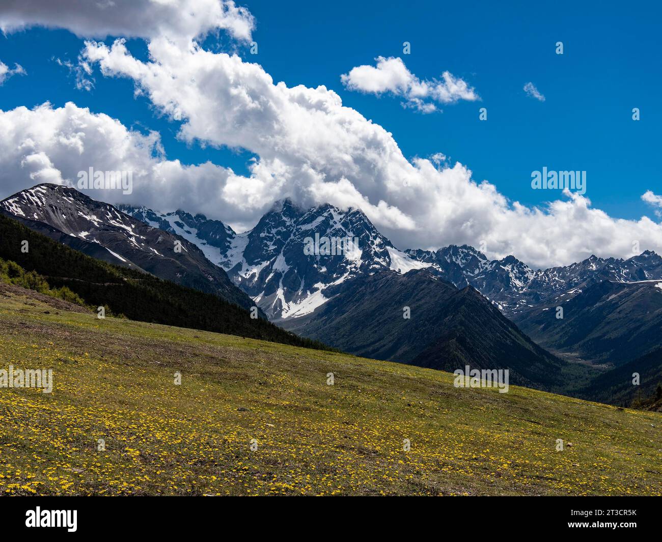 Mountain ranges with snow and meadows with yellow flowers in the highlands of eastern Tibet, China Stock Photo
