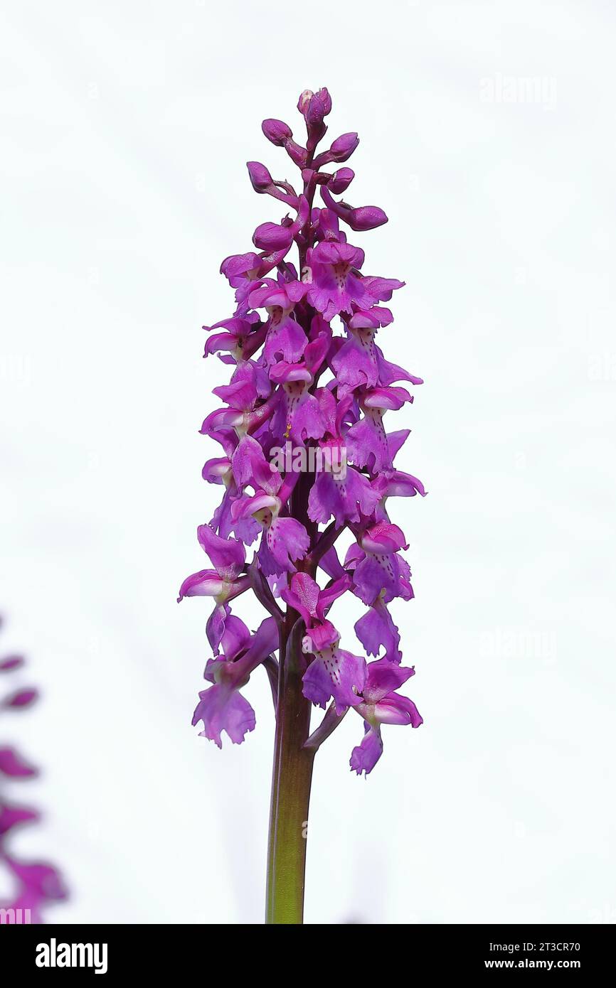 Early purple orchid (Orchis mascula), inflorescence in a meadow, High Key photo, Hesse, Germany Stock Photo