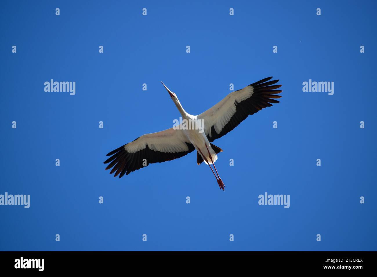 The Maguari Stork (Ciconia maguari) in flight in South America, Laguna ...