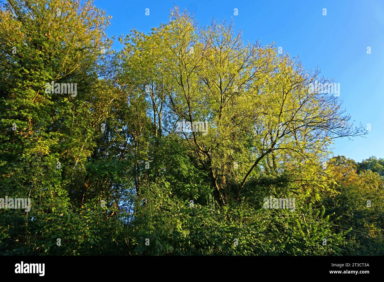 Falsches weisses stengelbecherchen hi-res stock photography and images ...