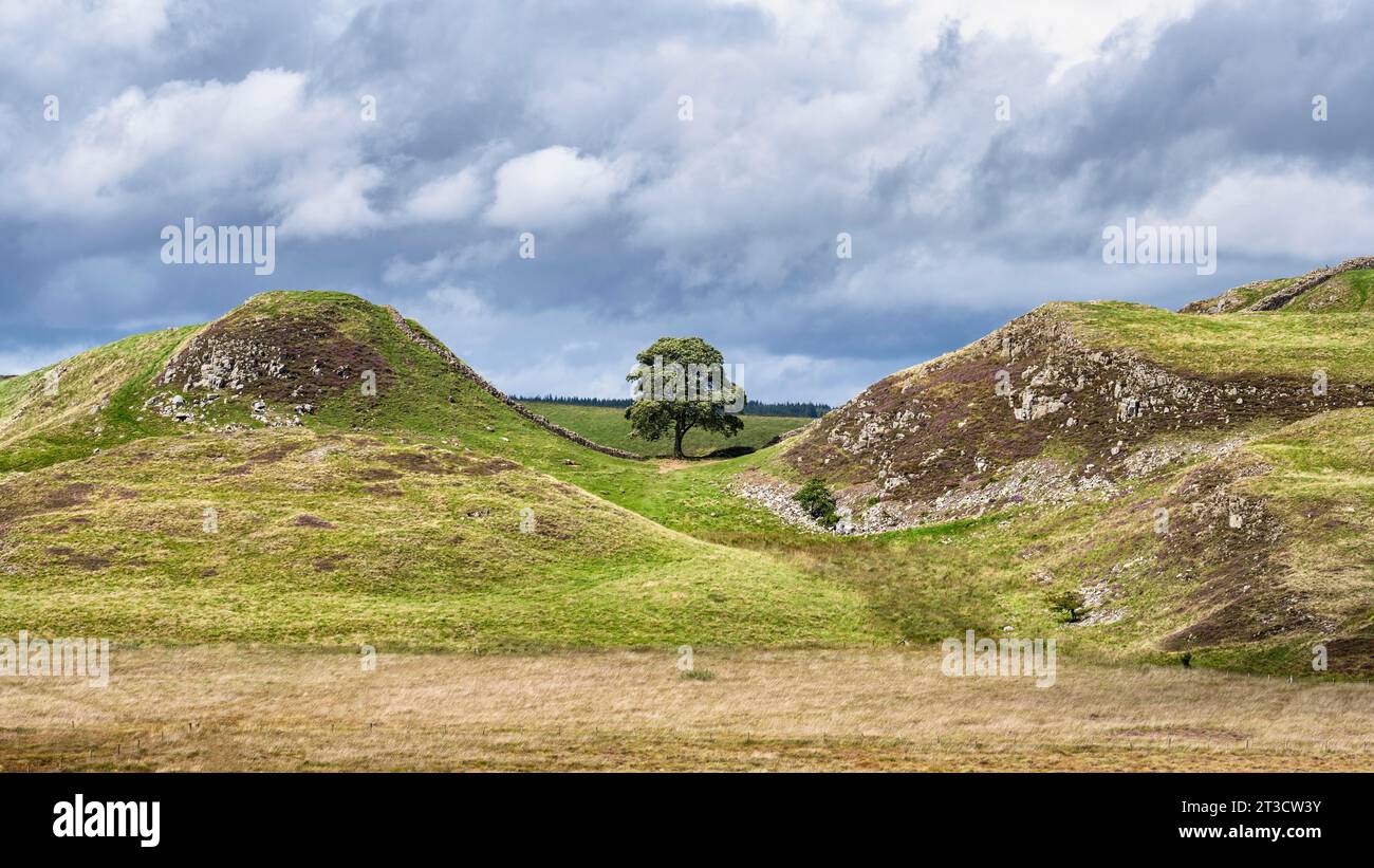 Sycamore Gap, a landmark with a sycamore maple about 300 years old in a dramatic hollow on Hadrian's Wall was a landmark in the area and was felled Stock Photo