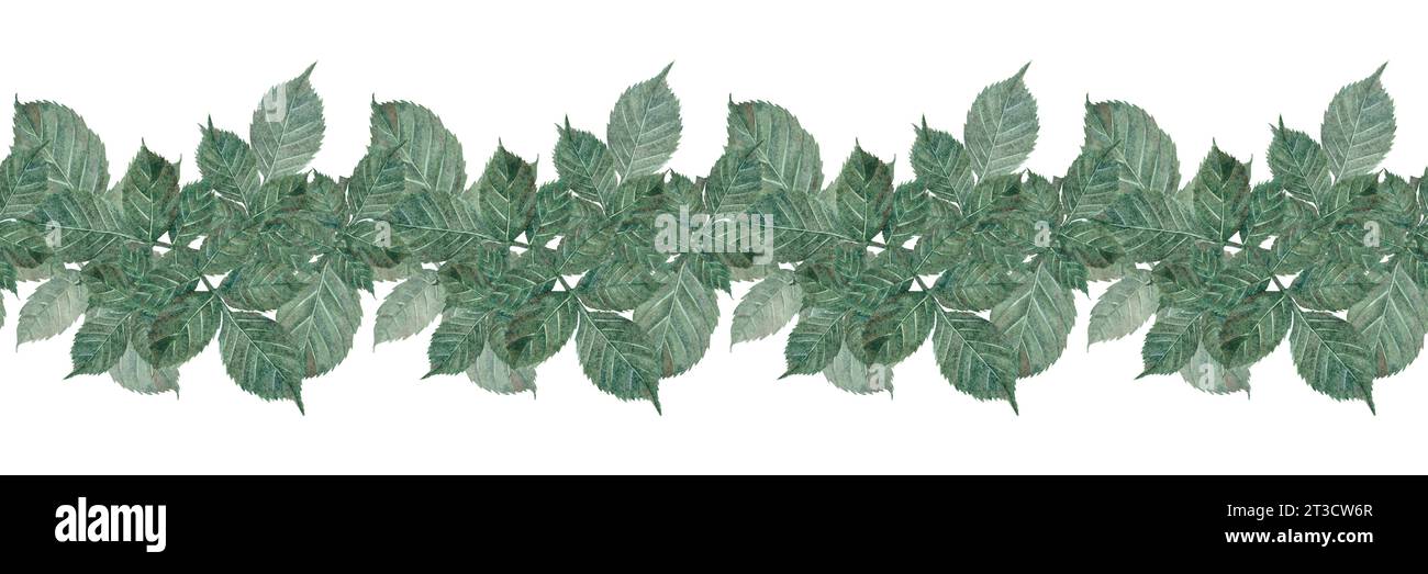 Seamless border, banner of green rose leaves on a white background. Watercolor illustration. Template for packaging design, postcards, invitations, we Stock Photo