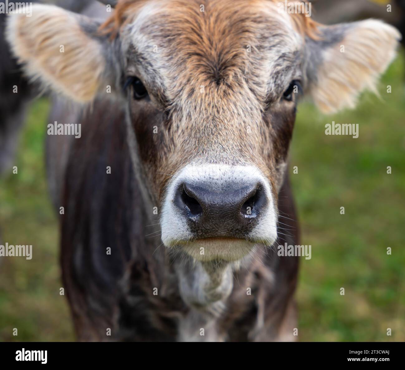 Close up calf cow hi-res stock photography and images - Alamy