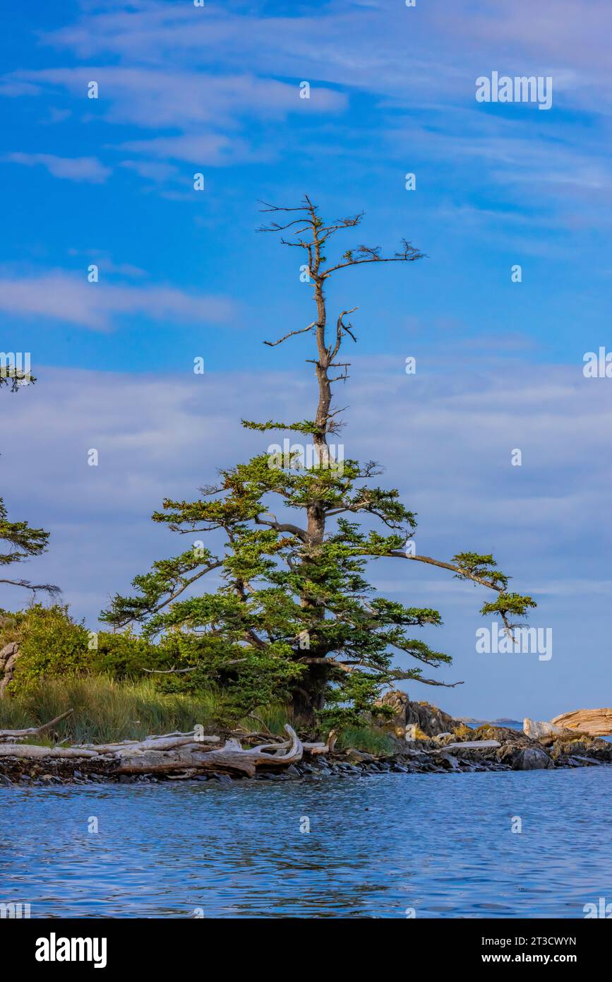 Sitka Spruce near beach on Gandll K'in Gwaay.yaay, aka Hotspring Island), in Gwaii Haanas National Park Reserve, Haida Gwaii, British Columbia, Canada Stock Photo