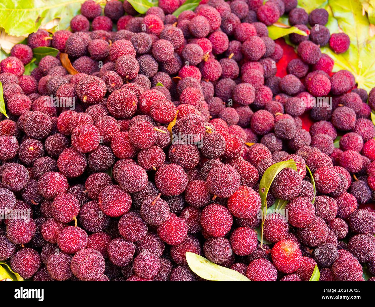 Myrica Rubra or Poplar Plum (Myricaceae) red exotic fruits from China Stock Photo
