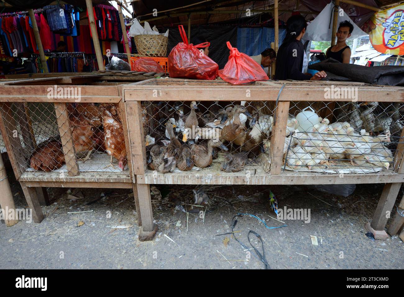 Chickens and ducks for sale at a market in Seririt, North Bali, Bali