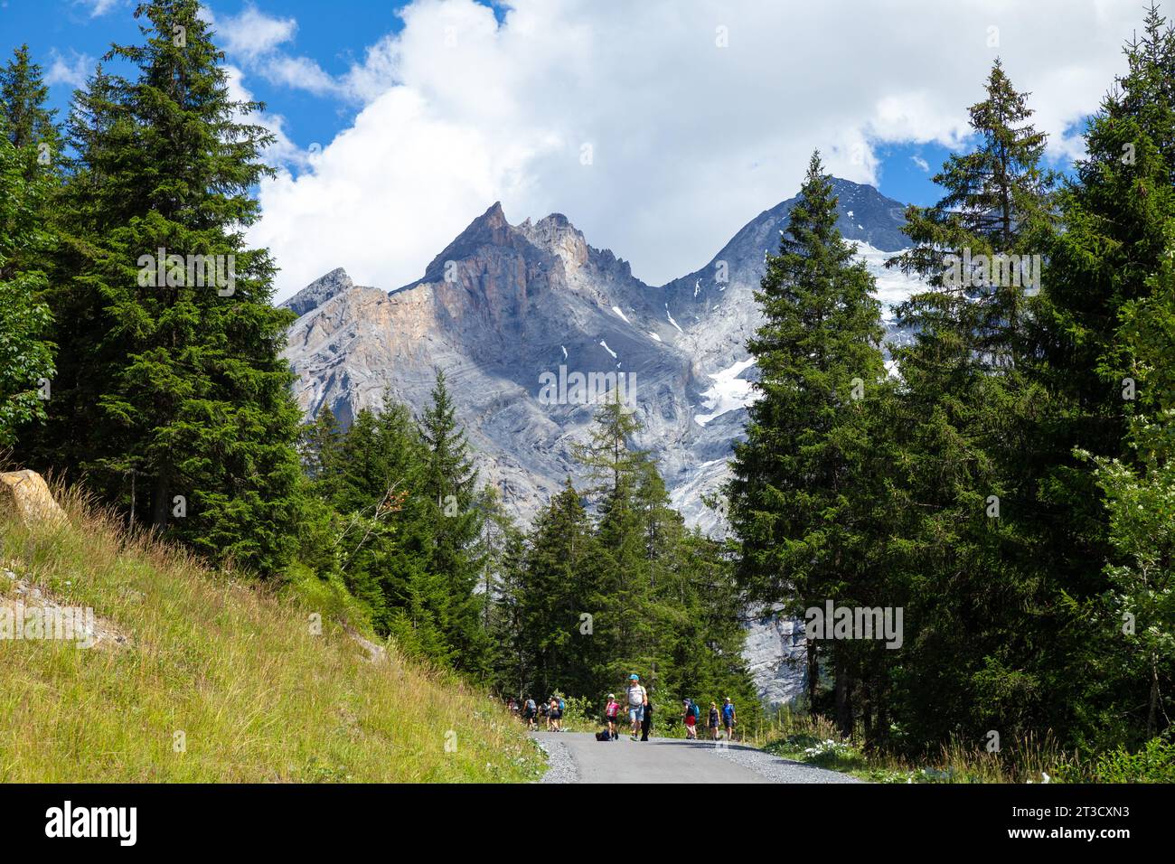 Kandersteg, Switzerland–Aug 3,2023: White people hiking in the Alps with snow mountain and pine trees Stock Photo