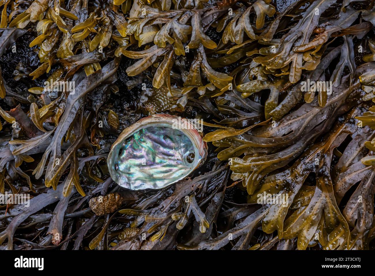 Abalone and seaweed at the ancient Haida village of T'aanuu Linagaay, Gwaii Haanas National Park Reserve, Haida Gwaii, British Columbia, Canada Stock Photo