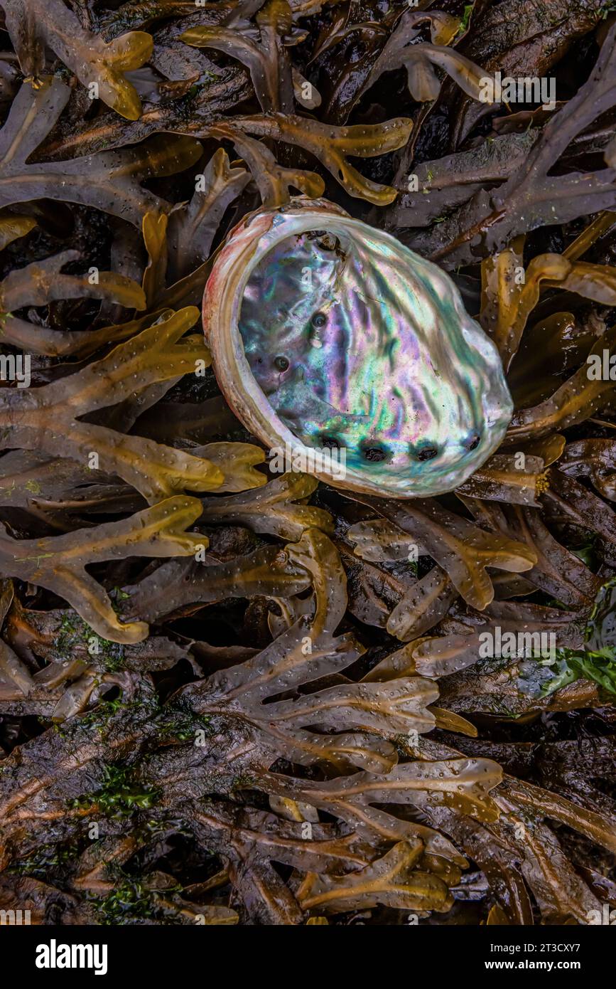 Abalone and seaweed at the ancient Haida village of T'aanuu Linagaay, Gwaii Haanas National Park Reserve, Haida Gwaii, British Columbia, Canada Stock Photo