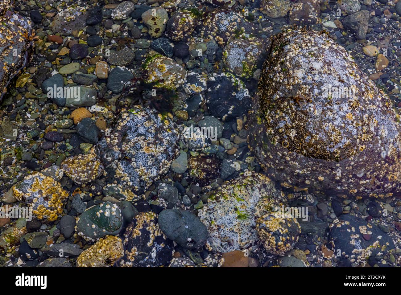 Northern Rock Barnacles, Semibalanus balanoides, growing on rocks at the ancient Haida village of T'aanuu Linagaay, Gwaii Haanas National Park Preserv Stock Photo