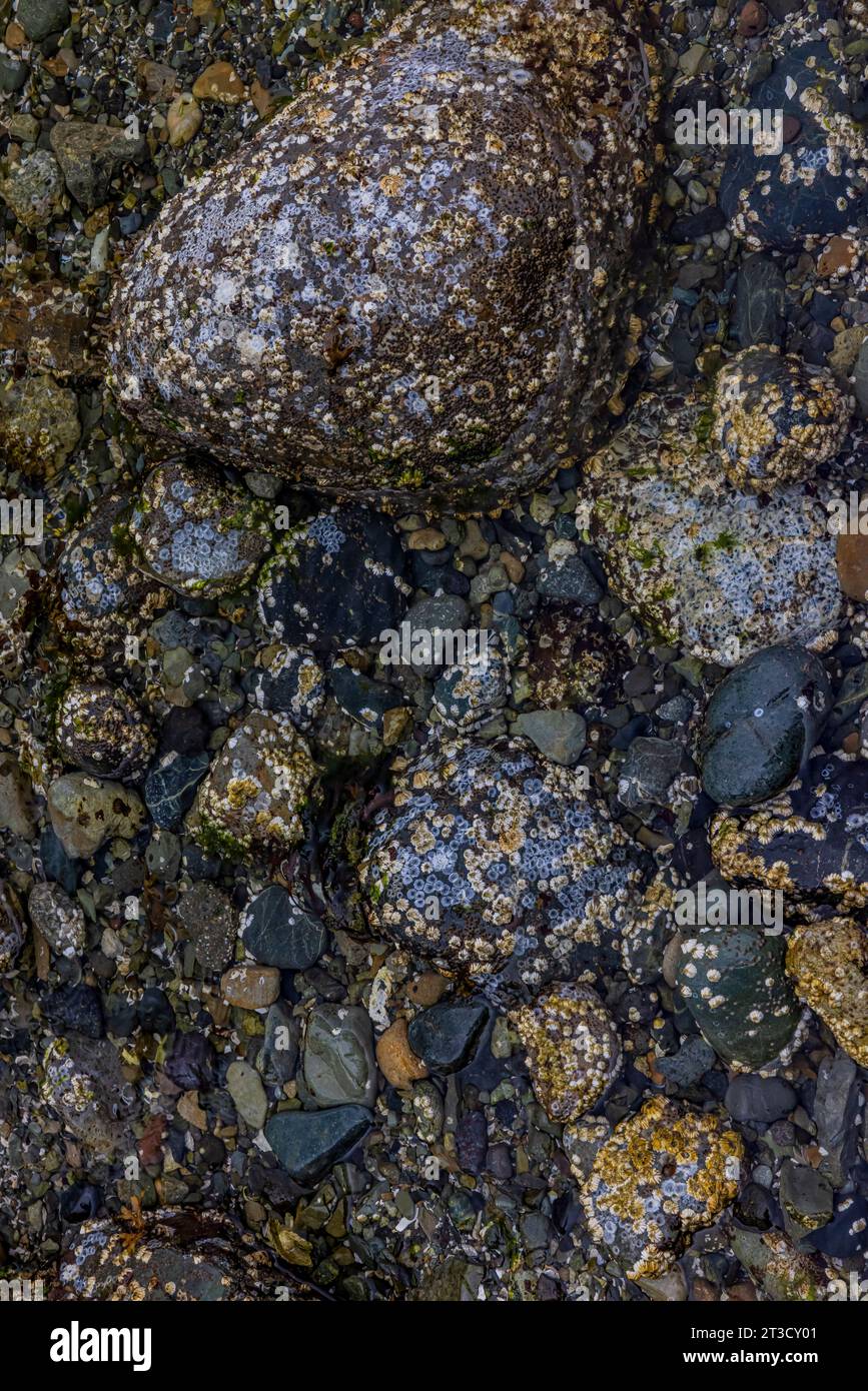 Northern Rock Barnacles, Semibalanus balanoides, growing on rocks at the ancient Haida village of T'aanuu Linagaay, Gwaii Haanas National Park Preserv Stock Photo