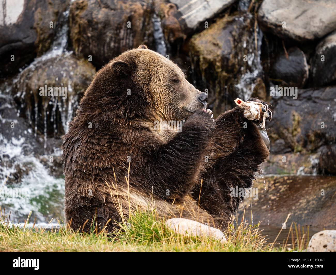 Grizzly Bears (Ursus arctos horribilis) live at a sanctuary in Montana, unable to be released back into the wild for various reasons Stock Photo