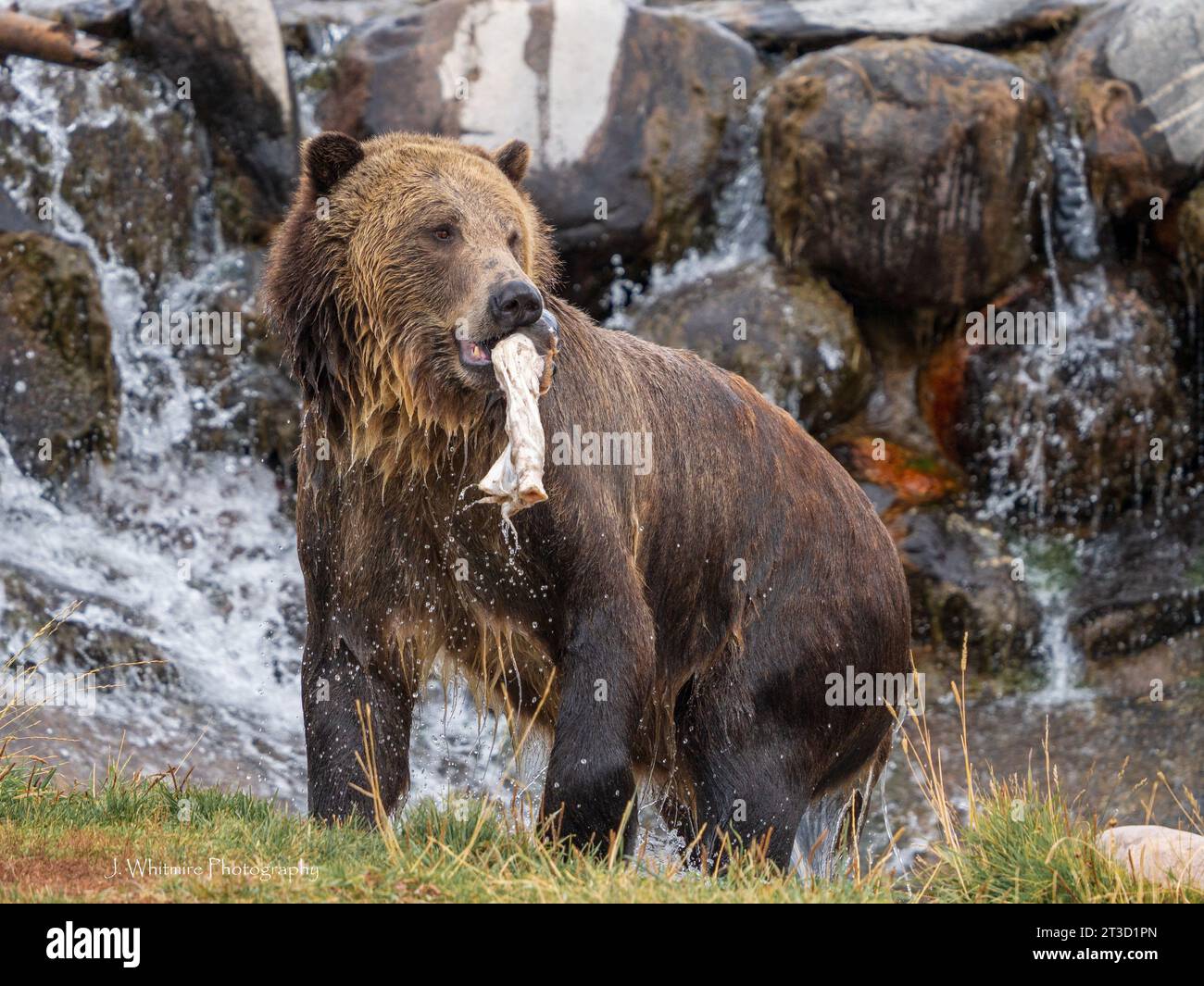 Grizzly Bears (Ursus arctos horribilis) live at a sanctuary in Montana, unable to be released back into the wild for various reasons Stock Photo