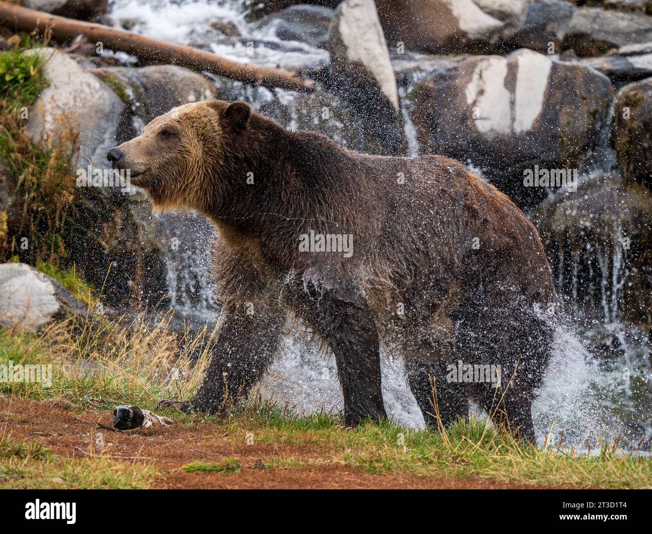 Grizzly Bears (Ursus arctos horribilis) live at a sanctuary in Montana, unable to be released back into the wild for various reasons Stock Photo