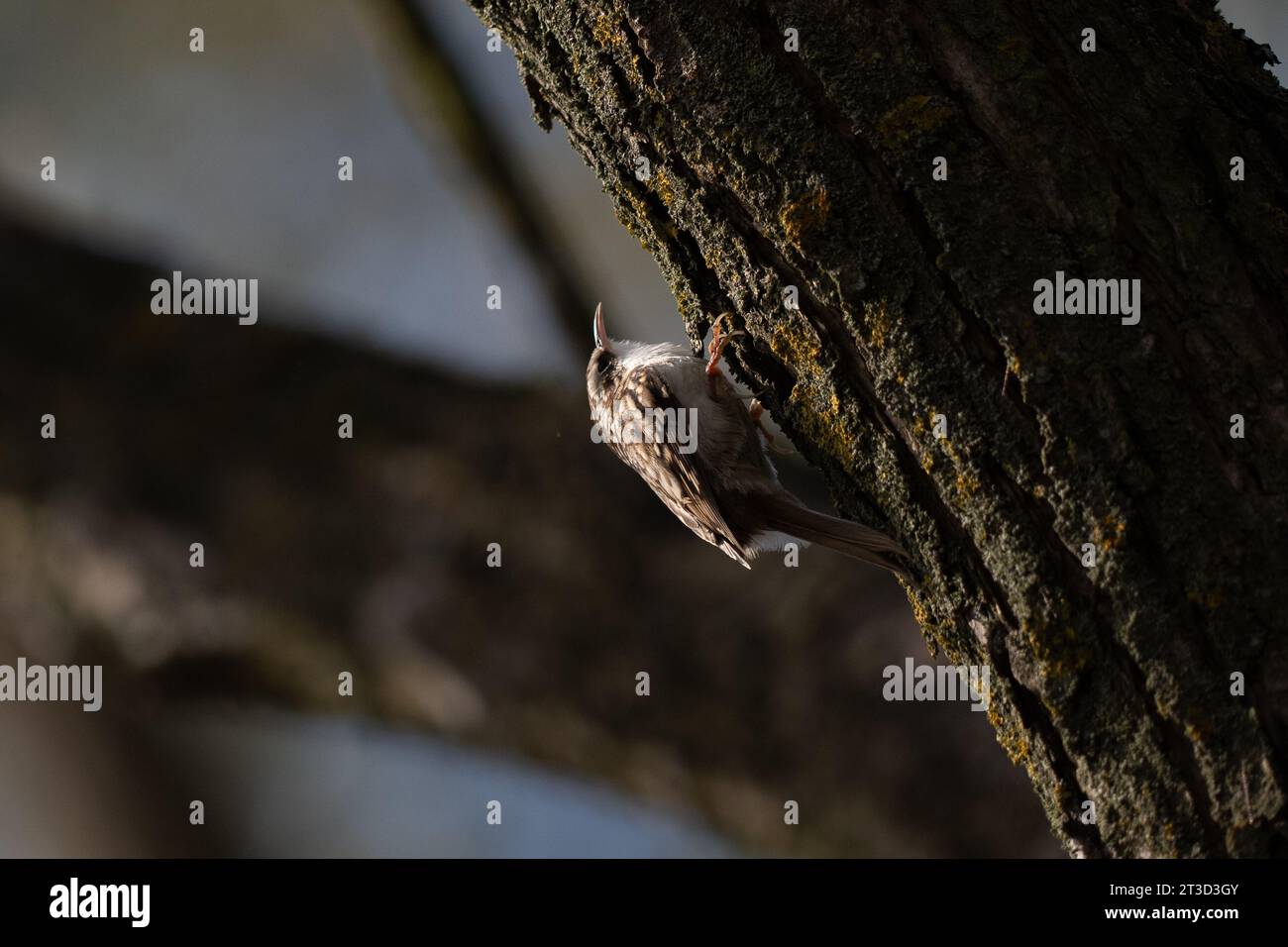 Brown Creeper - Certhiidae Stock Photo