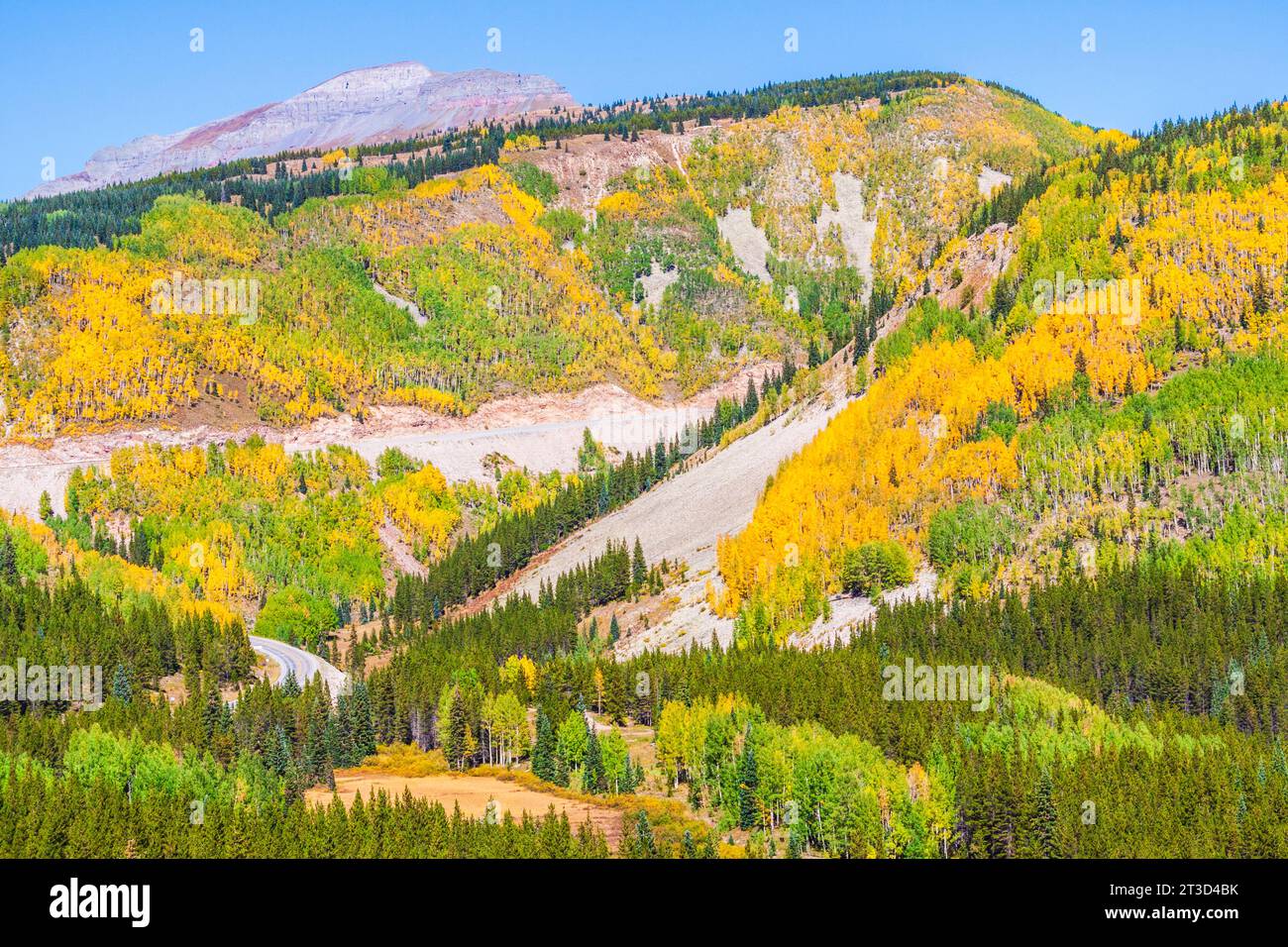 Autumn color with Aspen tree leaves turning yellow and orange on US 550