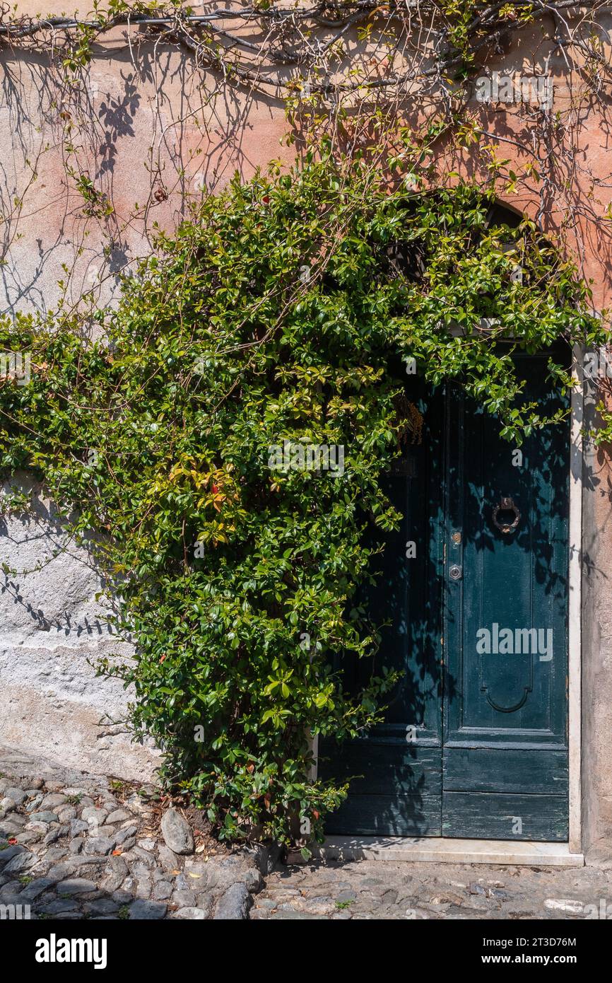 Lush plant of star jasmine (Trachelospermum jasminoides) to the side of an old, arched door, Finalborgo, Finale Ligure, Liguria, Italy Stock Photo