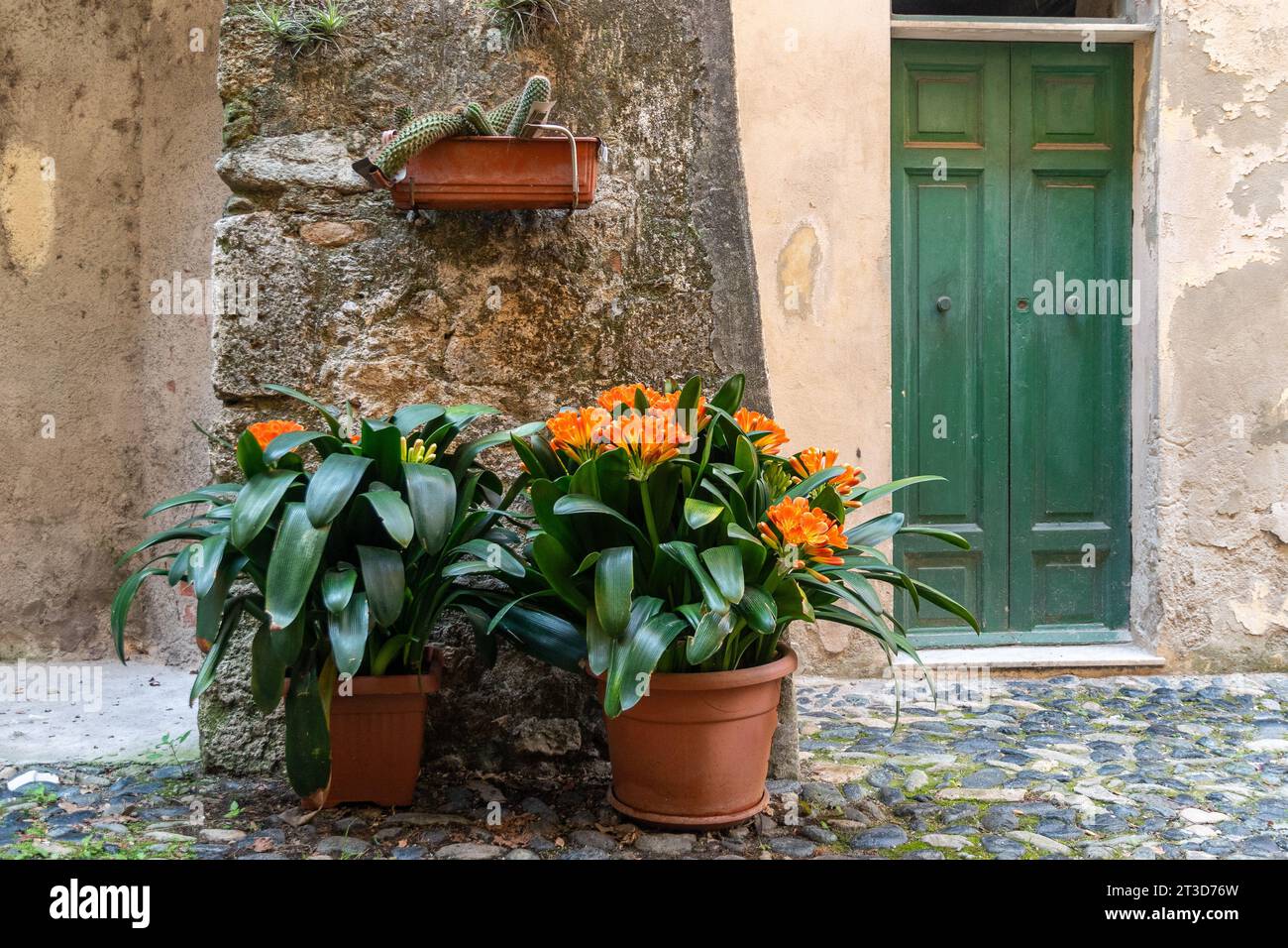 Potted clivia, common names Natal lily or bush lily, flowering plants from the family Amaryllidaceae, against a stone wall in a cobbled alley, Italy Stock Photo