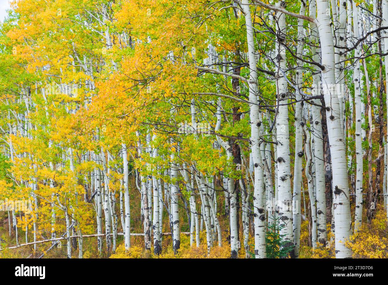 Autumn Color with Aspens turning along Kebler Pass road west of