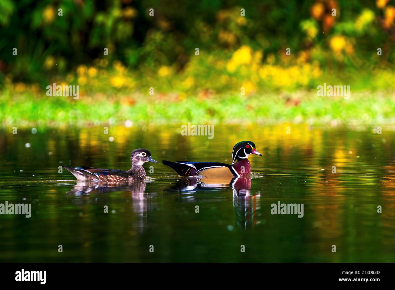 A Pair of colorful Wood Ducks paddles on the calm surface of a lake. These are medium-sized ducks that perch and nest in trees, usually near water. Stock Photo