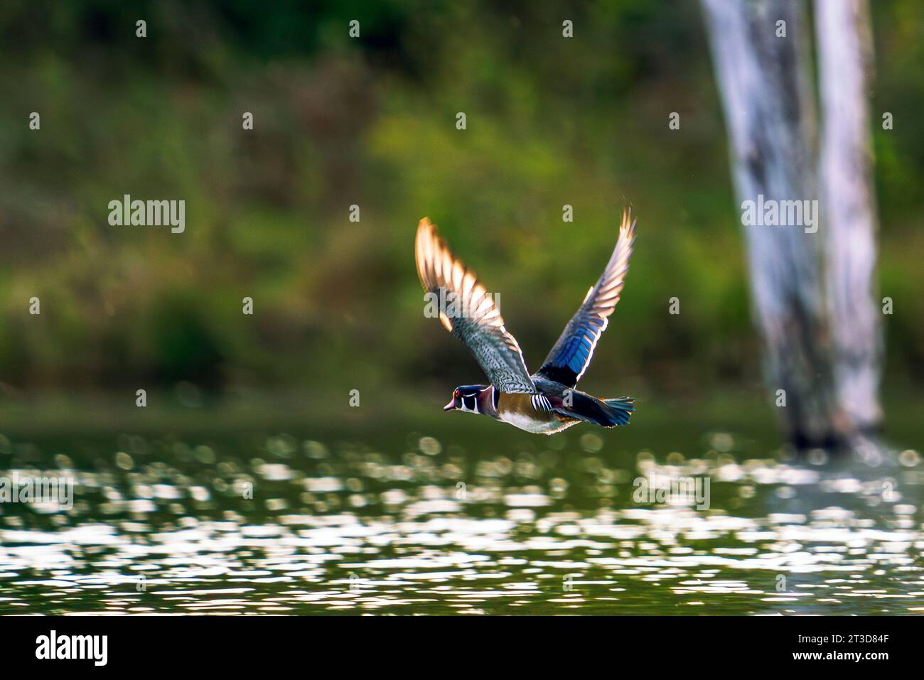 A drake flying low near the calm surface of a lake. Wood Ducks are medium-sized ducks that perch and nest in trees, usually near water. Stock Photo