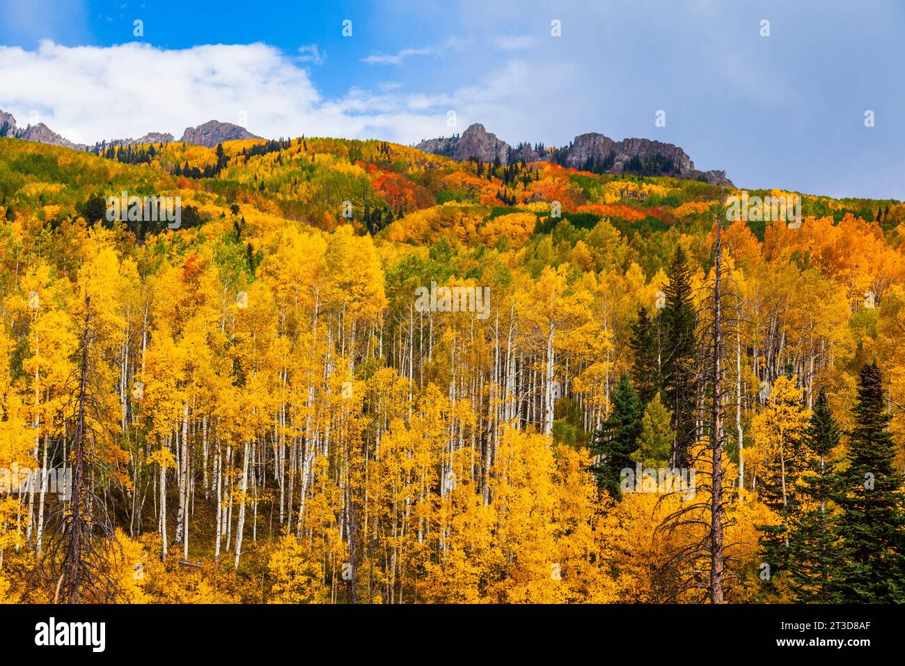 Autumn Color with Aspens turning along Kebler Pass road west of