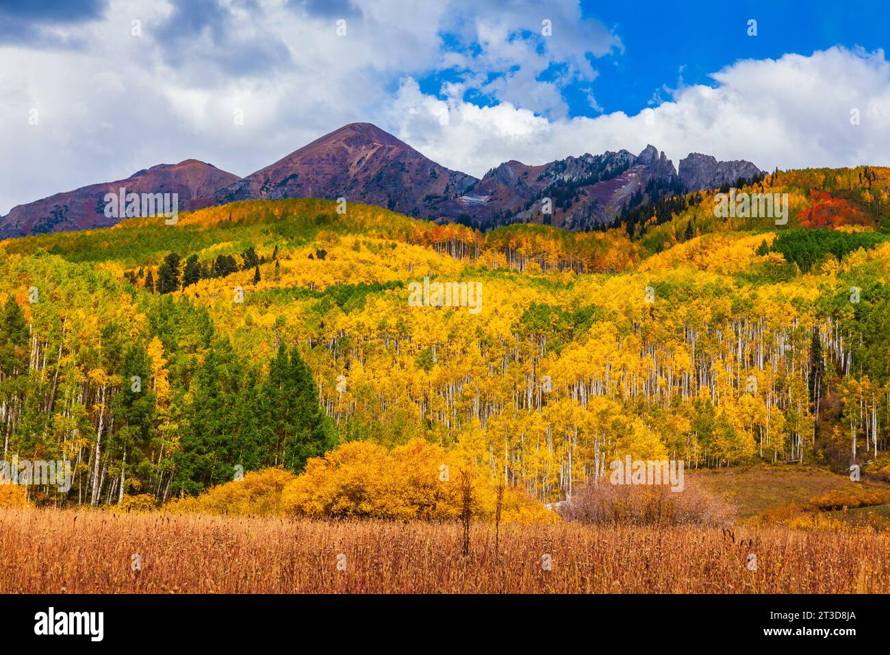 Autumn Color with Aspens turning along Kebler Pass road west of