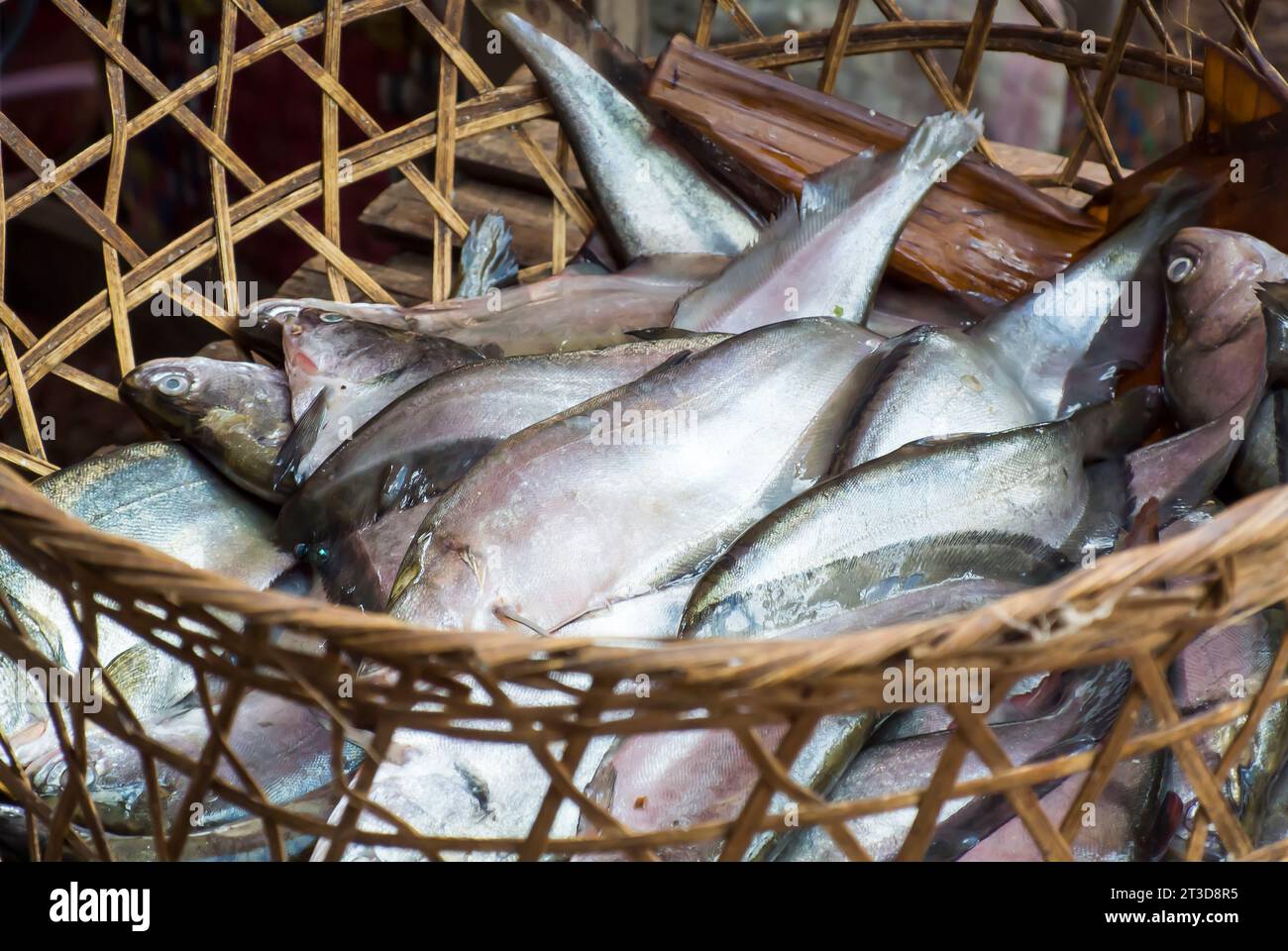 Fish - A Days Catch in Woven Basket Stock Photo